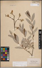 Foto von Salix caprea L. x Salix eleagnos Scop.